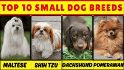 Ultimate Guide to the 10 Cutest Small Dog Breeds – Ideal for Families and Small Homes!