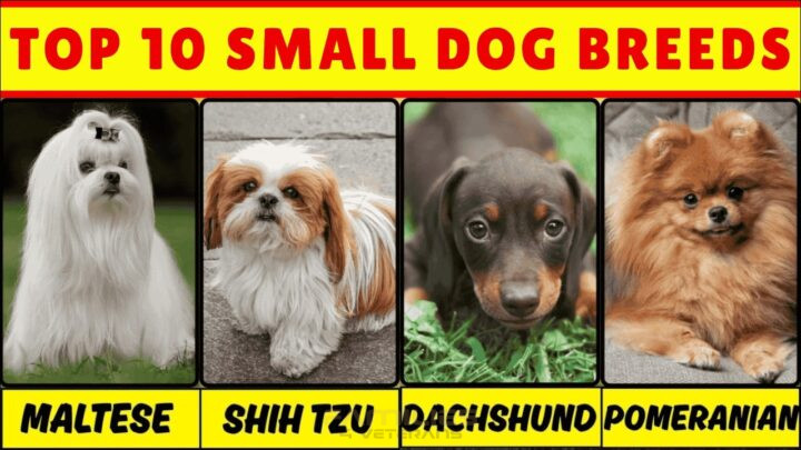 Cutest Small Dogs